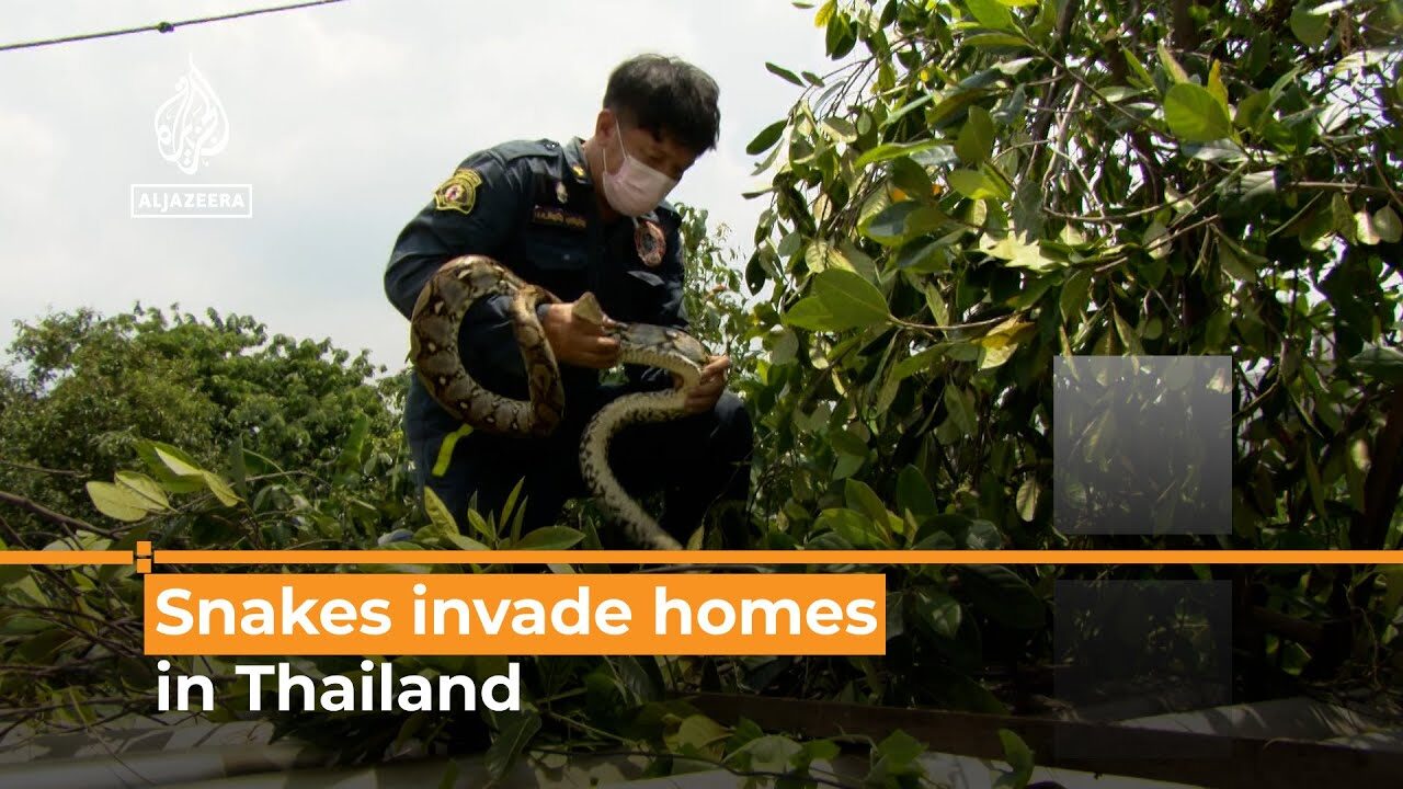 zmije tajland