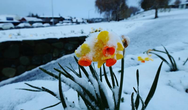 Snow covers a daffodil in Tekapo.