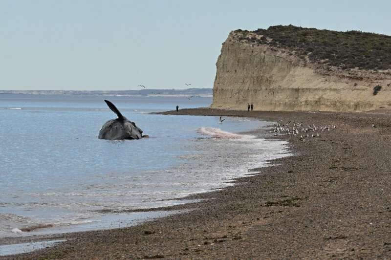 At least 13 dead southern right whales have appeared on the coast of the Golfo Nuevo and Peninsula Vald