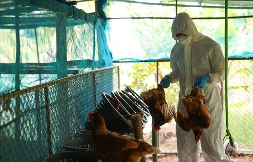 Kao da sadašnja situacija nije dovoljna, dodatno se uništava hrana zbog tobožnje epidemije "ptičje gripe“