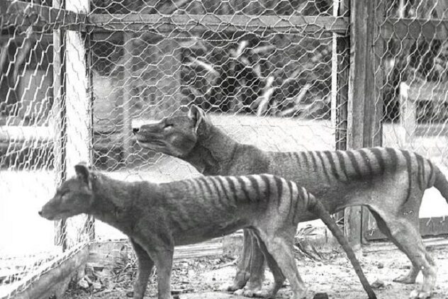 tasmanski tigrovi