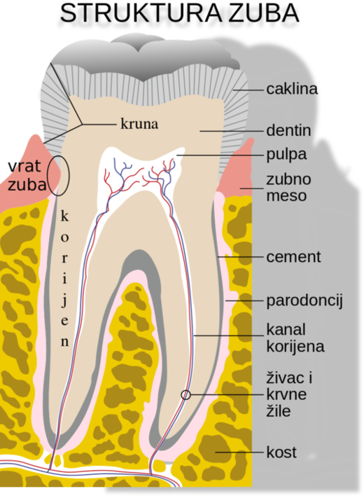 struktura zuba