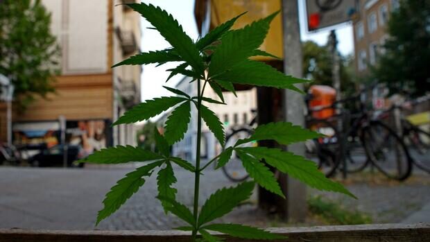 marihuana