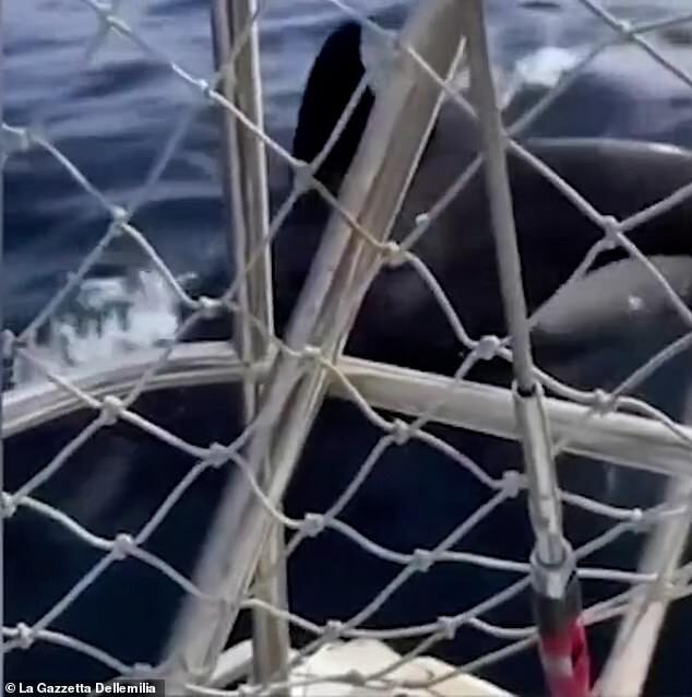 As the attack continued, the boat eventually began to crack because of the force of the orca's jaws and the ruthless killer whales ripped a hole in the hull of the 40-foot boat