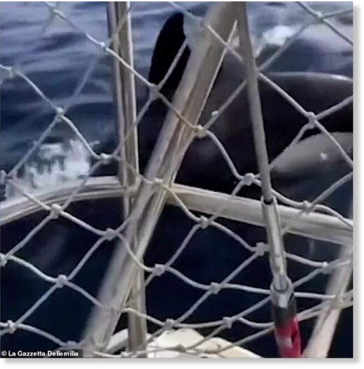 As the attack continued, the boat eventually began to crack because of the force of the orca's jaws and the ruthless killer whales ripped a hole in the hull of the 40-foot boat