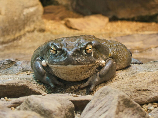 SAD: Služba Nacionalnog parka poziva ljude da ne ližu žabe