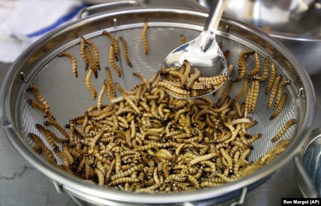 Klikni za povećanje mealworms