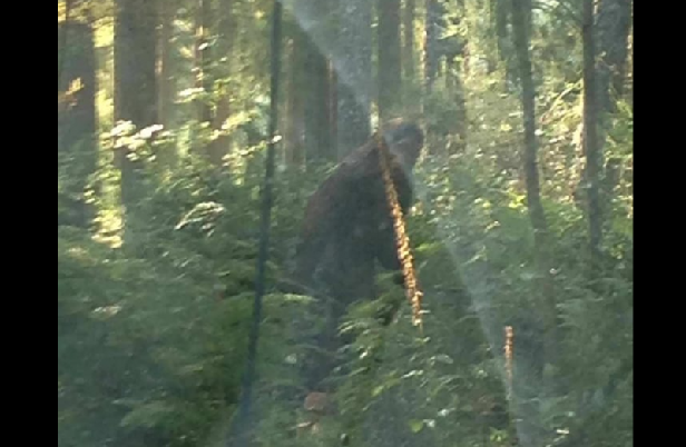 Navodna fotografija Bigfoota snimljena blizu američke rijeke