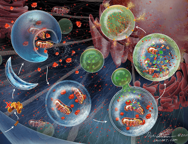 Autofagija: Kako stanice recikliraju da prežive