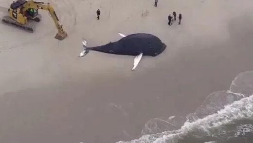 Veliki kit nasukan na obali Long Islanda u New Yorku