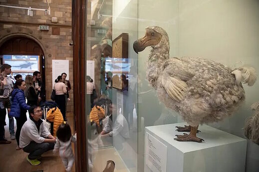 ptica dodo
