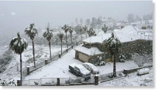 Palme pod snijegom.