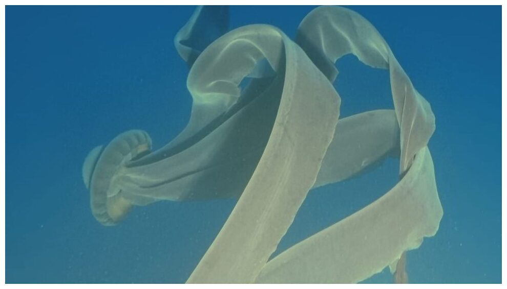 meduza