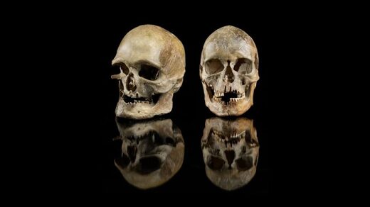 male and female skulls