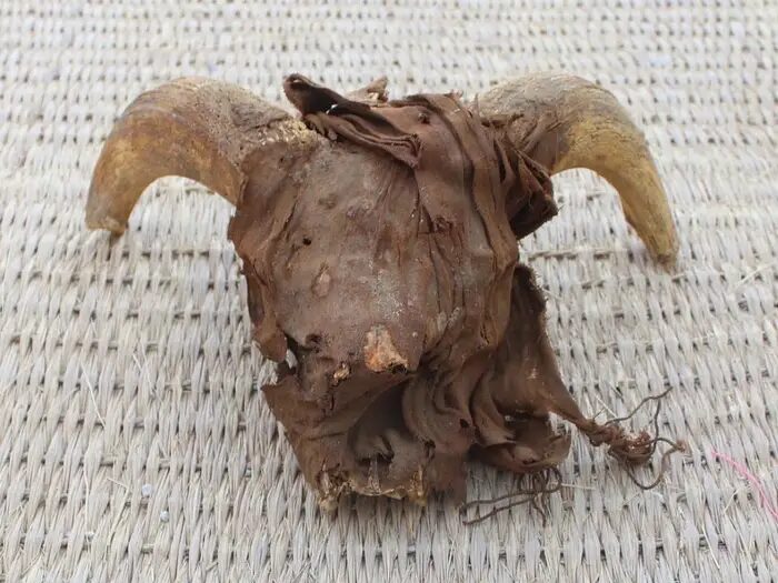 One of the ancient ram heads discovered