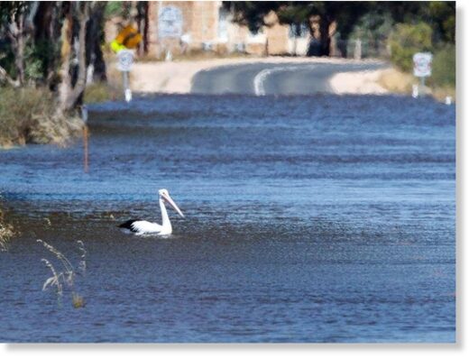 Klikni za povećanje Birds, fish and other wildlife are flourishing after the flooding of South Australia's River Murray.