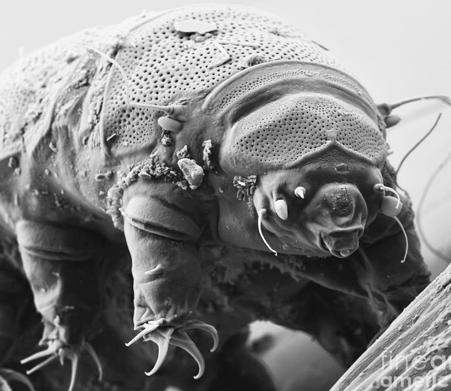 Klikni za povećanje Tardigrade