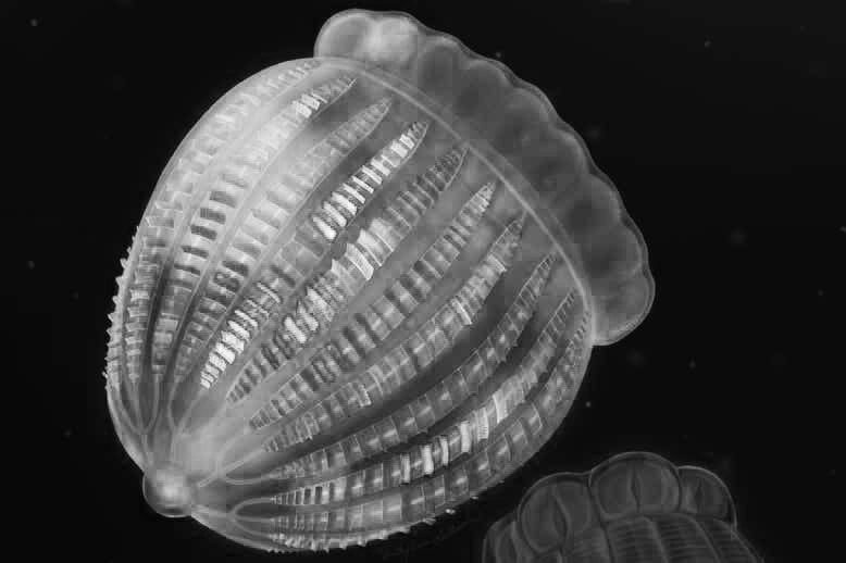 Comb jelly fossil​