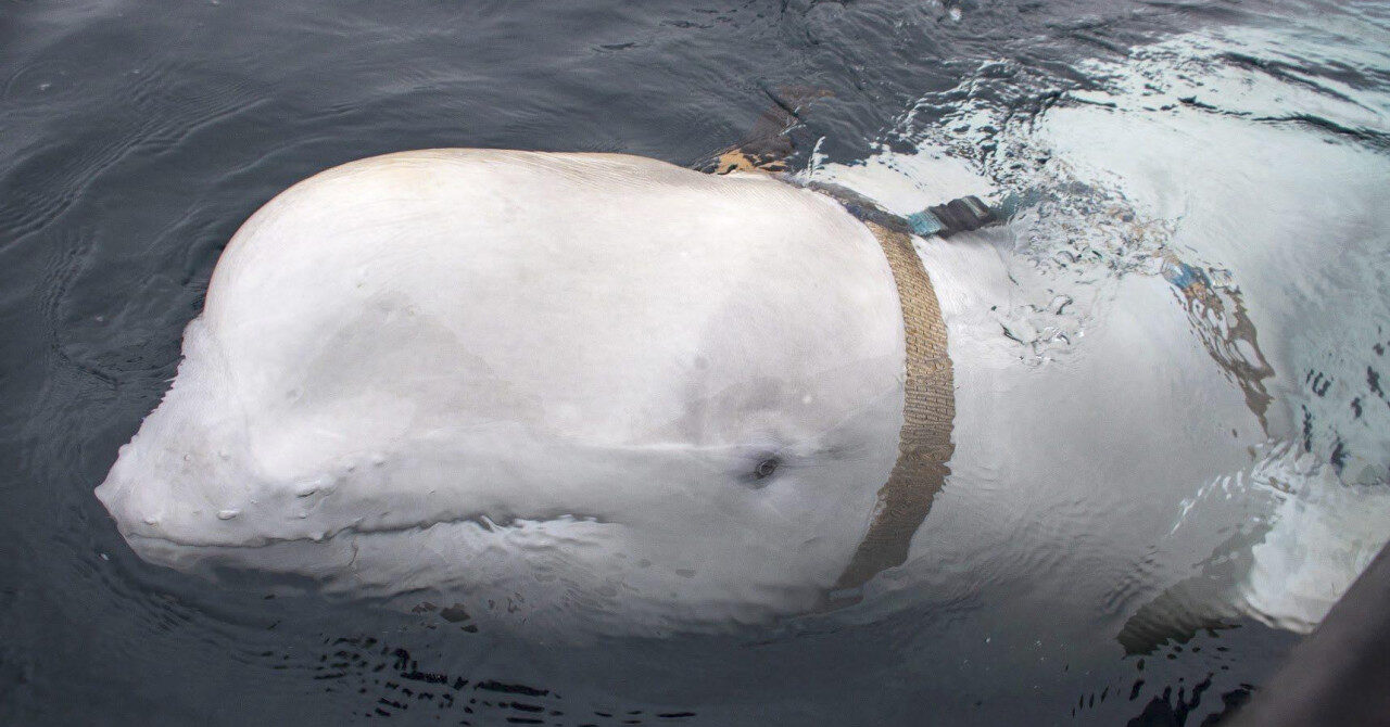 Beluga kit u Norveškoj 2019.