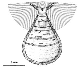 Reconstruction of Libodiscus ascites