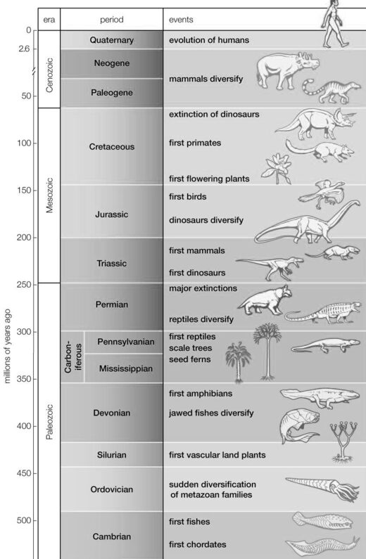 Each geologic period since the Cambrian with its characteristic life forms