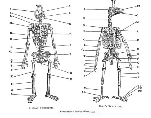 Comparison between bird and human skeleton