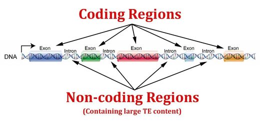 Non-coding regions vs coding regions