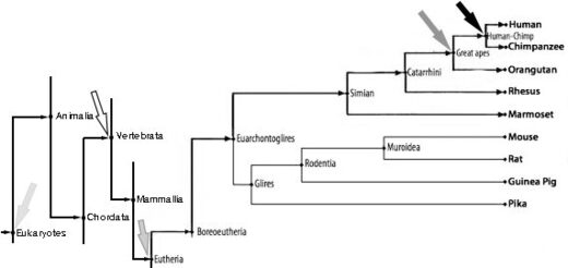 Human phylogenic tree