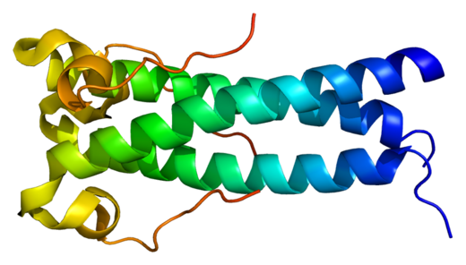 Structure of the syncytin protein