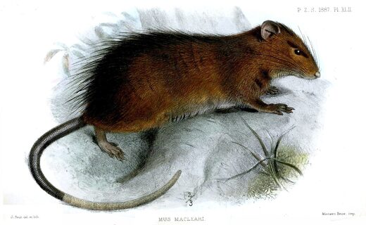 Christmas Island rat