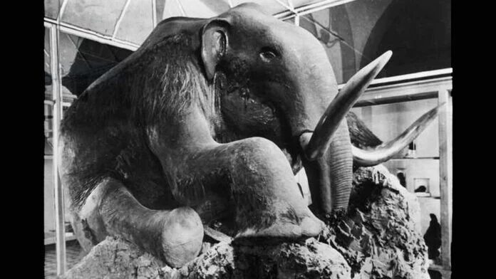 mamut