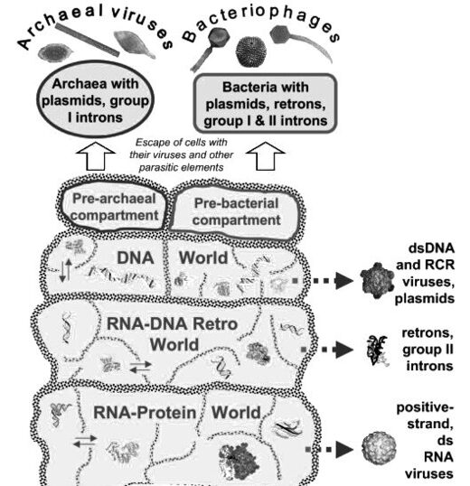 Viruses as the precursors of all life-forms
