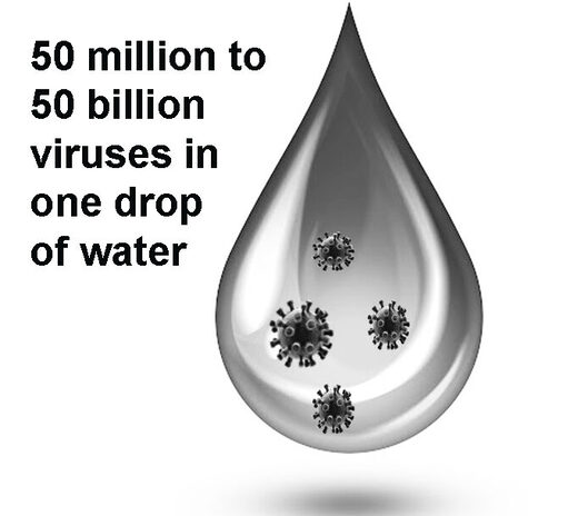 Abundance of viruses in seawater