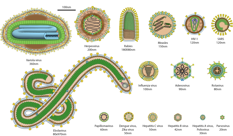 A small sample of viruses showing their diversity in size and shape
