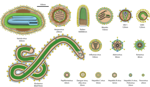 A small sample of viruses showing their diversity in size and shape