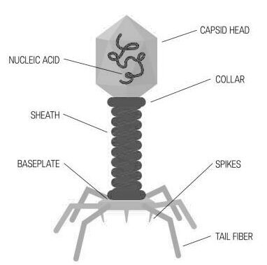 Structure of a bacteriophage