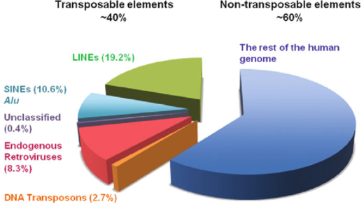Proportion of transposable elements in the human genome