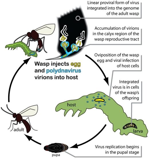 Life cycle of parasitoid wasps