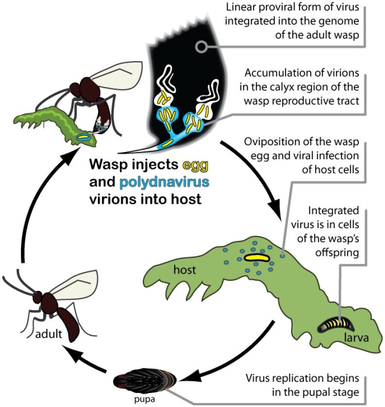 Life cycle of parasitoid wasps