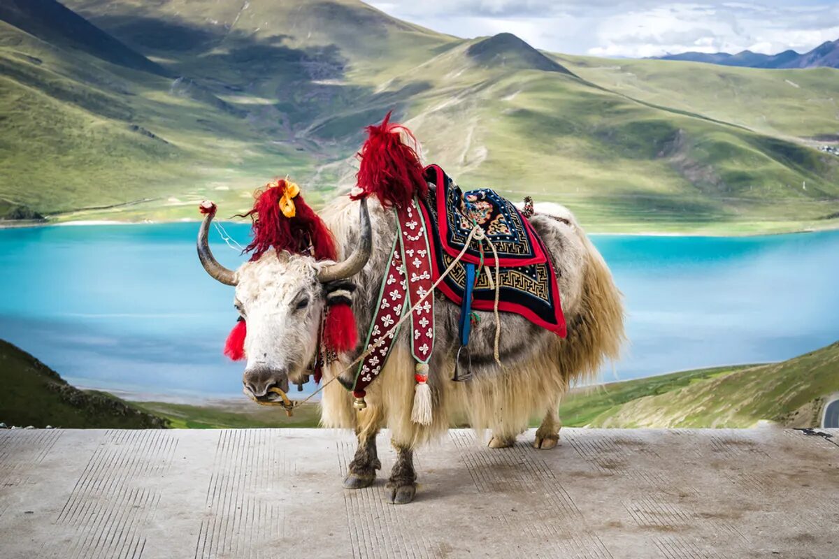 tibet