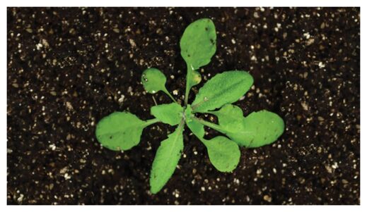 Klikni za povećanje Arabidopsis thaliana