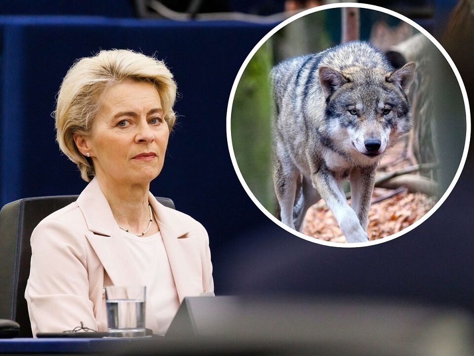 ursula i vuk