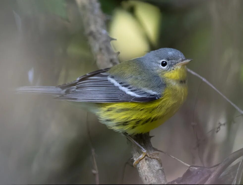 Magnolia Warbler