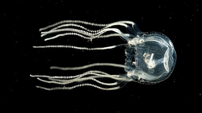 meduza