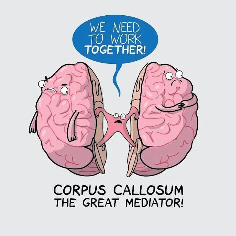 brain cartoon corpus callosum hemishperes