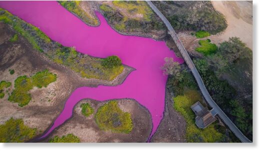 The pond at the Kealia Pond National Wildlife Refuge in Maui, Hawaii, turned pink.