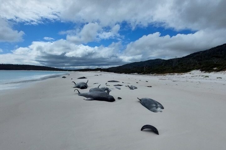 More than 30 dead pilot whales have been found on Tasmania's Freycinet Peninsula.