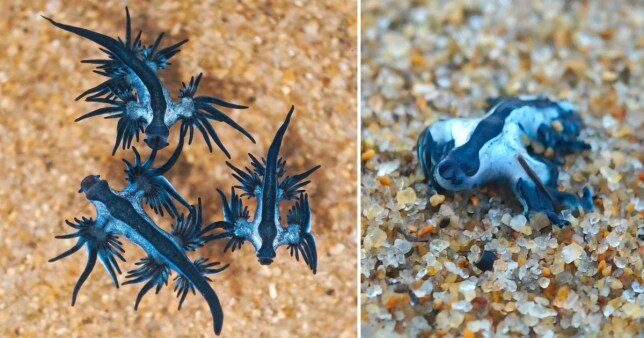 Klikni za povećanje Blue Sea Dragons are rarely spotted on beaches