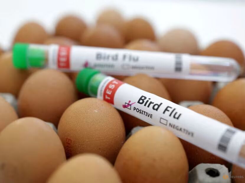 ptičija gripa