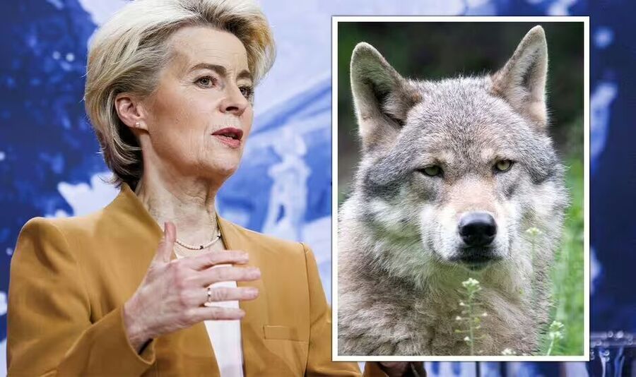 vuk i ursula
